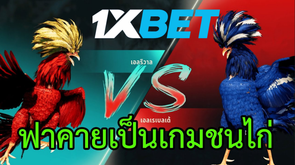 ขอแนะนำการชนไก่ 1xbet